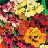 Nemesia Carnival Mix (Garden Festival's)